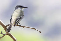 Myiopagis viridicata